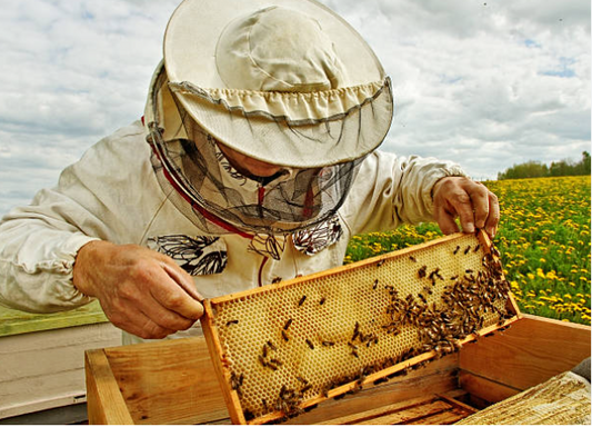 ¿Por qué es importante elegir miel orgánica? El rol fundamental de las abejas en el planeta
